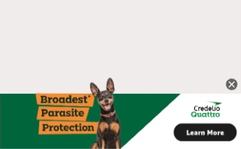 Credelio Quattro — Ribbon Display — Pet health & veterinary care